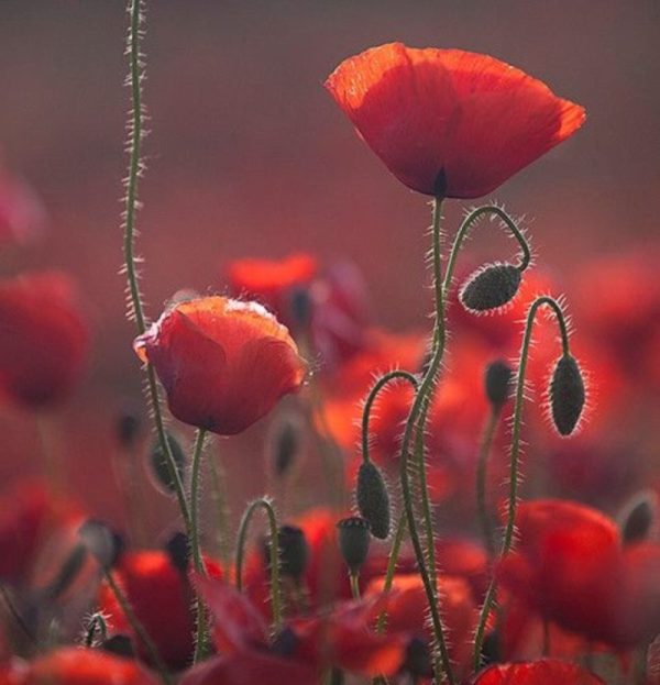 roselles